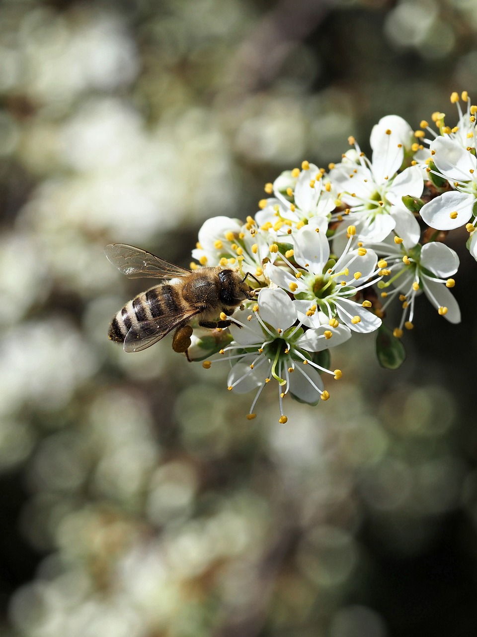 bee, insect, pollination, close up, blossom, bloom, spring, nature, spring awakening, early bloomer, background