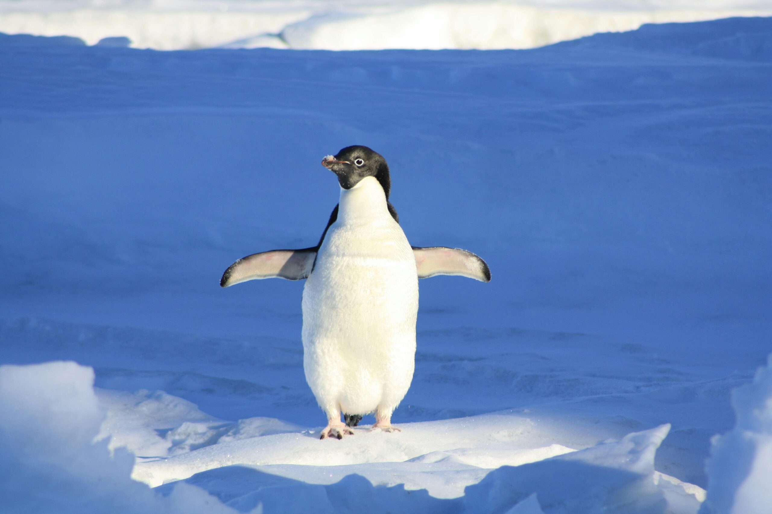 penguin-funny-blue-water-86405-86405 Adélie penguin standing on ice in Antarctica, showcasing its natural winter habitat.